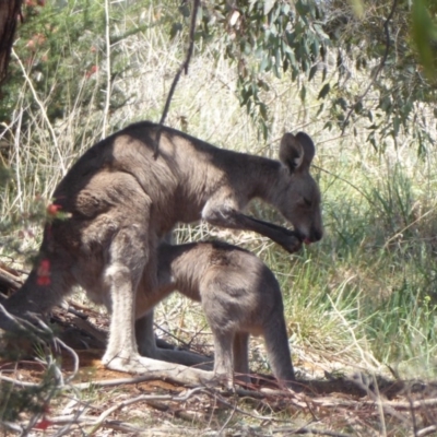 Macropus giganteus (Eastern Grey Kangaroo) at Jerrabomberra Wetlands - 31 Oct 2019 by Christine