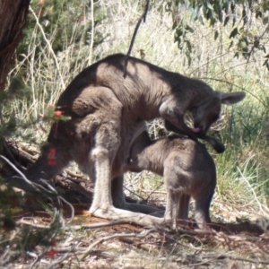 Macropus giganteus at Fyshwick, ACT - 31 Oct 2019