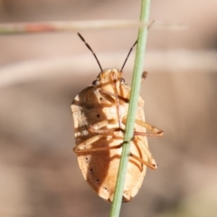 Dictyotus caenosus (Brown Shield Bug) at Cotter River, ACT - 22 Nov 2019 by SWishart