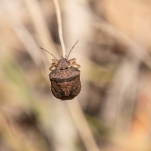 Dictyotus caenosus at Cotter River, ACT - 23 Nov 2019