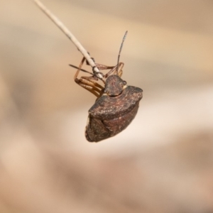 Dictyotus caenosus at Cotter River, ACT - 23 Nov 2019