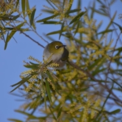 Zosterops lateralis (Silvereye) at Wamboin, NSW - 30 Sep 2019 by natureguy