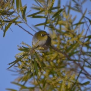 Zosterops lateralis at Wamboin, NSW - 30 Sep 2019 09:14 PM