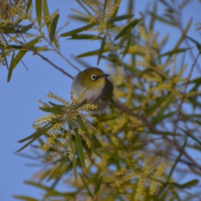 Zosterops lateralis (Silvereye) at Wamboin, NSW - 30 Sep 2019 by natureguy