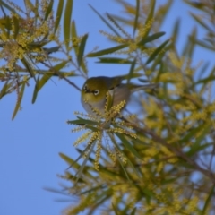 Zosterops lateralis at Wamboin, NSW - 30 Sep 2019 09:14 PM