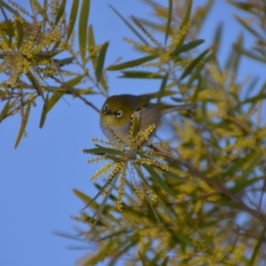 Zosterops lateralis at Wamboin, NSW - 30 Sep 2019