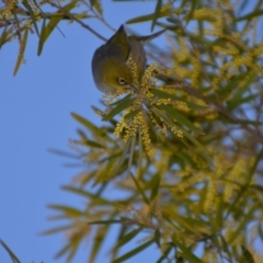 Zosterops lateralis at Wamboin, NSW - 30 Sep 2019