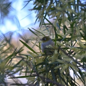 Zosterops lateralis at Wamboin, NSW - 30 Sep 2019 09:14 PM