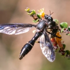 Daptolestes limbipennis (Robber fly) at Namadgi National Park - 22 Nov 2019 by SWishart