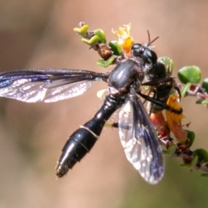 Daptolestes limbipennis at Cotter River, ACT - 23 Nov 2019