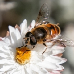 Eristalis tenax (Drone fly) at Namadgi National Park - 22 Nov 2019 by SWishart