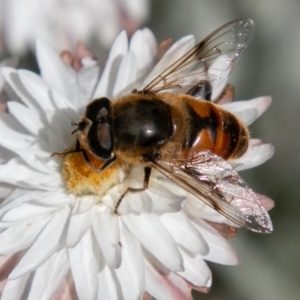 Eristalis tenax at Cotter River, ACT - 23 Nov 2019