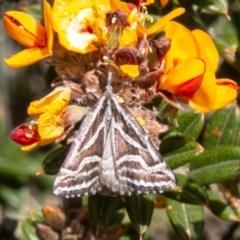 Dichromodes confluaria (Ceremonial Heath Moth) at Namadgi National Park - 23 Nov 2019 by SWishart