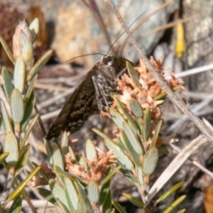 Dichromodes confluaria at Cotter River, ACT - 23 Nov 2019