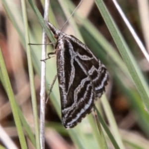 Dichromodes confluaria at Cotter River, ACT - 23 Nov 2019 11:24 AM