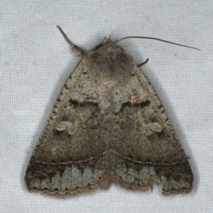 Pantydia sparsa at Rosedale, NSW - 16 Nov 2019 10:05 PM