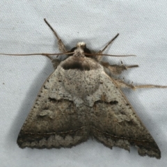 Pantydia sparsa at Rosedale, NSW - 16 Nov 2019 10:05 PM