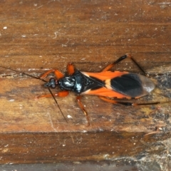 Ectomocoris ornatus (A ground assassin bug) at Rosedale, NSW - 16 Nov 2019 by jb2602