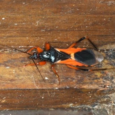 Ectomocoris ornatus (A ground assassin bug) at Rosedale, NSW - 16 Nov 2019 by jb2602