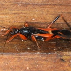 Ectomocoris ornatus at Rosedale, NSW - 16 Nov 2019