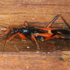 Ectomocoris ornatus at Rosedale, NSW - 16 Nov 2019