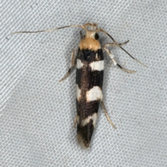 Limnaecia camptosema (Cosmopterigid) at Rosedale, NSW - 16 Nov 2019 by jb2602