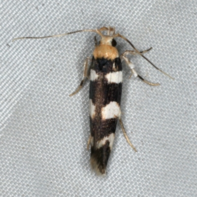 Limnaecia camptosema (Cosmopterigid) at Rosedale, NSW - 16 Nov 2019 by jbromilow50