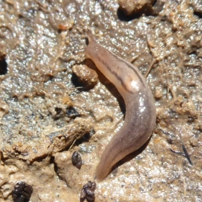 Ambigolimax nyctelia (Striped Field Slug) at Hall, ACT - 15 Nov 2019 by Christine