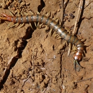 Cormocephalus aurantiipes at Hall, ACT - 16 Nov 2019 10:17 AM