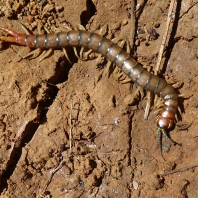 Cormocephalus aurantiipes (Orange-legged Centipede) at Hall, ACT - 16 Nov 2019 by Christine