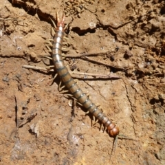 Cormocephalus aurantiipes at Hall, ACT - 16 Nov 2019 10:17 AM