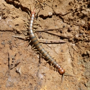 Cormocephalus aurantiipes at Hall, ACT - 16 Nov 2019