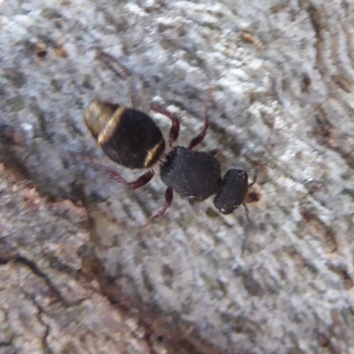 Mutillidae (family) (Unidentified Mutillid wasp or velvet ant) at Hall, ACT - 16 Nov 2019 by Christine