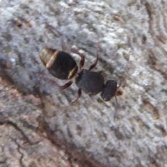 Mutillidae (family) (Unidentified 'velvet ant') at Hall, ACT - 16 Nov 2019 by Christine