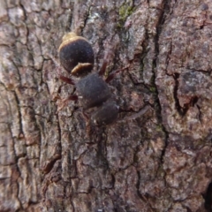 Mutillidae (family) at Hall, ACT - 16 Nov 2019