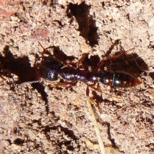 Amblyopone sp. (genus) at Hall, ACT - 16 Nov 2019 11:43 AM