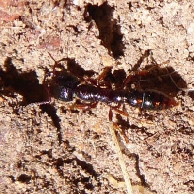 Amblyopone sp. (genus) (Slow ant) at Hall, ACT - 16 Nov 2019 by Christine
