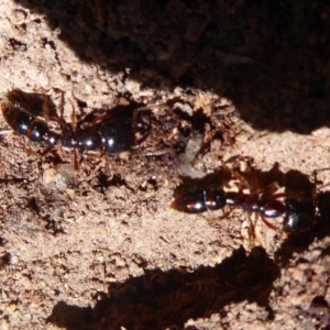 Amblyopone sp. (genus) at Hall, ACT - 16 Nov 2019