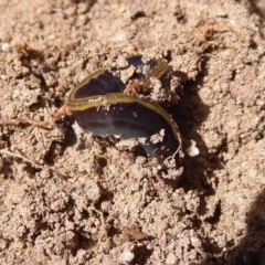 Caenoplana variegata (Two-tone Planarian) at Hall, ACT - 16 Nov 2019 by Christine