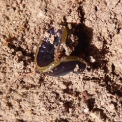 Caenoplana bicolor at Hall, ACT - 16 Nov 2019 11:45 AM