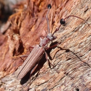 Tropis exilis at Hall, ACT - 16 Nov 2019 11:39 AM