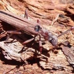 Tropis exilis at Hall, ACT - 16 Nov 2019 11:39 AM