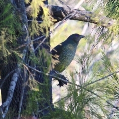 Ptilonorhynchus violaceus (Satin Bowerbird) at Bournda Environment Education Centre - 24 Jul 2019 by RossMannell