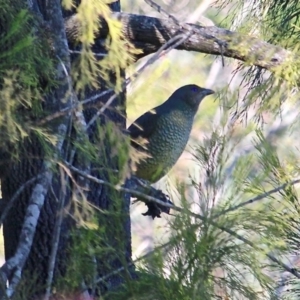 Ptilonorhynchus violaceus at Bournda, NSW - 24 Jul 2019