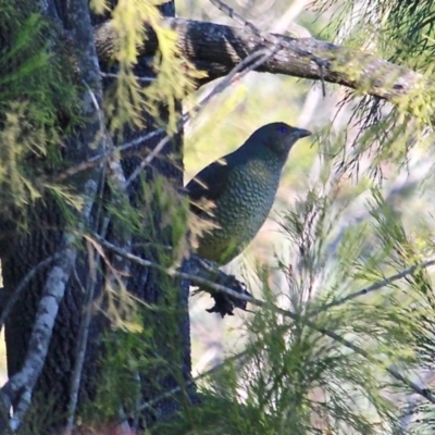 Ptilonorhynchus violaceus (Satin Bowerbird) at Bournda National Park - 24 Jul 2019 by RossMannell