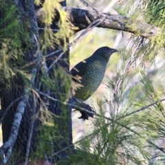 Ptilonorhynchus violaceus (Satin Bowerbird) at Bournda, NSW - 24 Jul 2019 by RossMannell