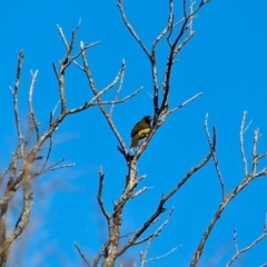 Ptilonorhynchus violaceus at Bournda, NSW - 24 Jul 2019 10:43 AM