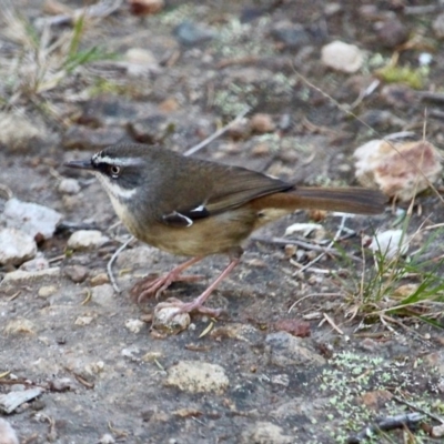 Sericornis frontalis (White-browed Scrubwren) at Bournda Environment Education Centre - 24 Jul 2019 by RossMannell