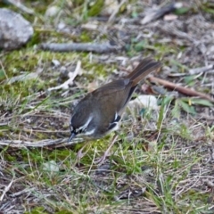 Sericornis frontalis at Bournda, NSW - 24 Jul 2019