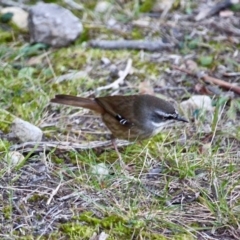 Sericornis frontalis at Bournda, NSW - 24 Jul 2019